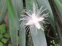 落ちた　サガリバナの花
