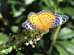 ツマグロヒョウモン