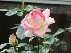 白地に　ピンクのバラ