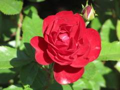 真っ赤なバラ