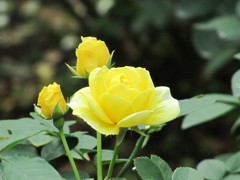 黄色い　バラ