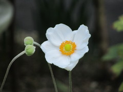 シュウメイギク