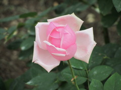 ピンクっぽい　バラ