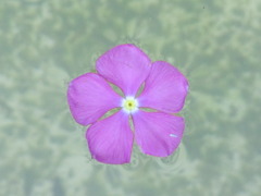 水面に　落ちた　花びら