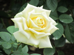  　卵色のバラ