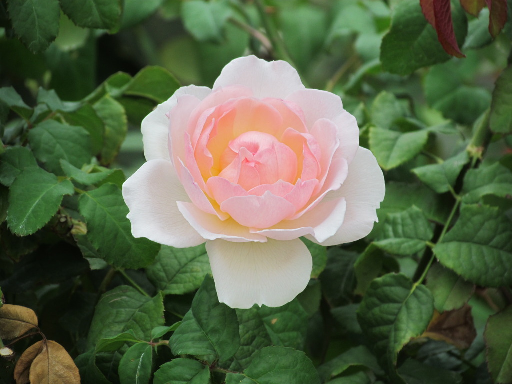 白地に　ピンク色のバラ