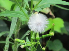 オオアレチノギクの胞子