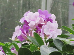 ニンニクカズラ