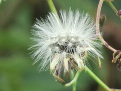 アキノゲシの胞子