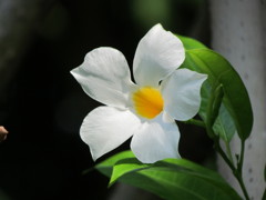 ディプラデニア