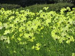   薄黄色のコスモス
