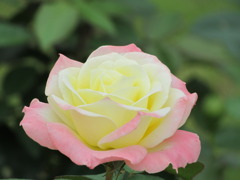 ピンク地に　黄色いバラ