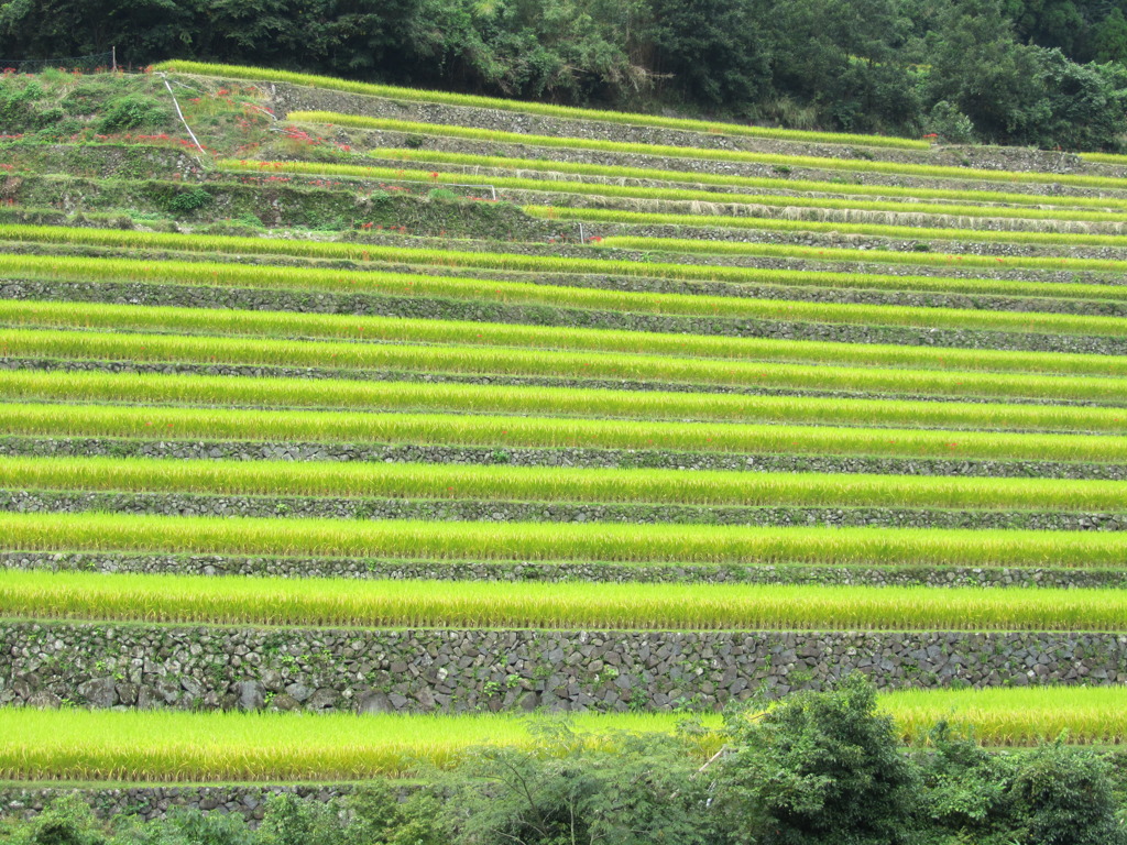 棚田
