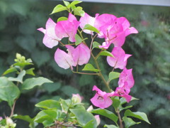 薄赤色のブ－ゲンビレア