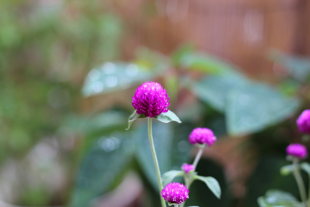 百日草