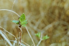 新芽の緑