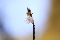 開運桜