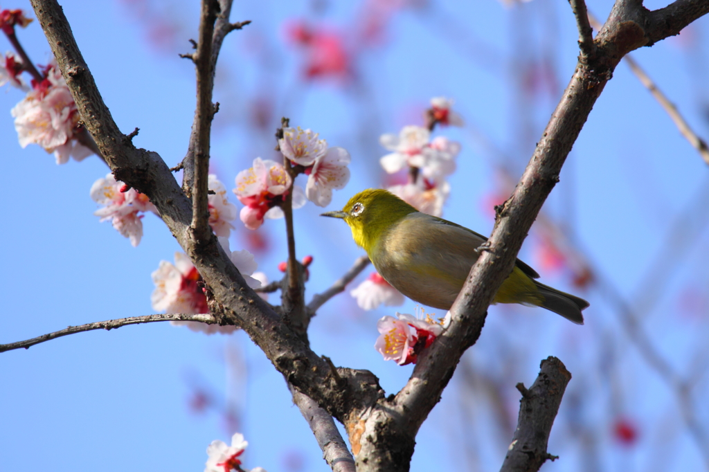 ウメジロ⑥