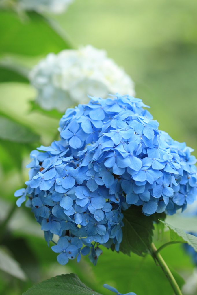 紫陽花