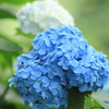紫陽花