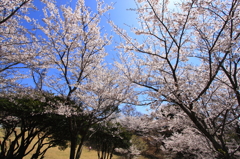 桜‐MANKAI‐