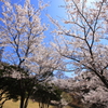桜‐MANKAI‐