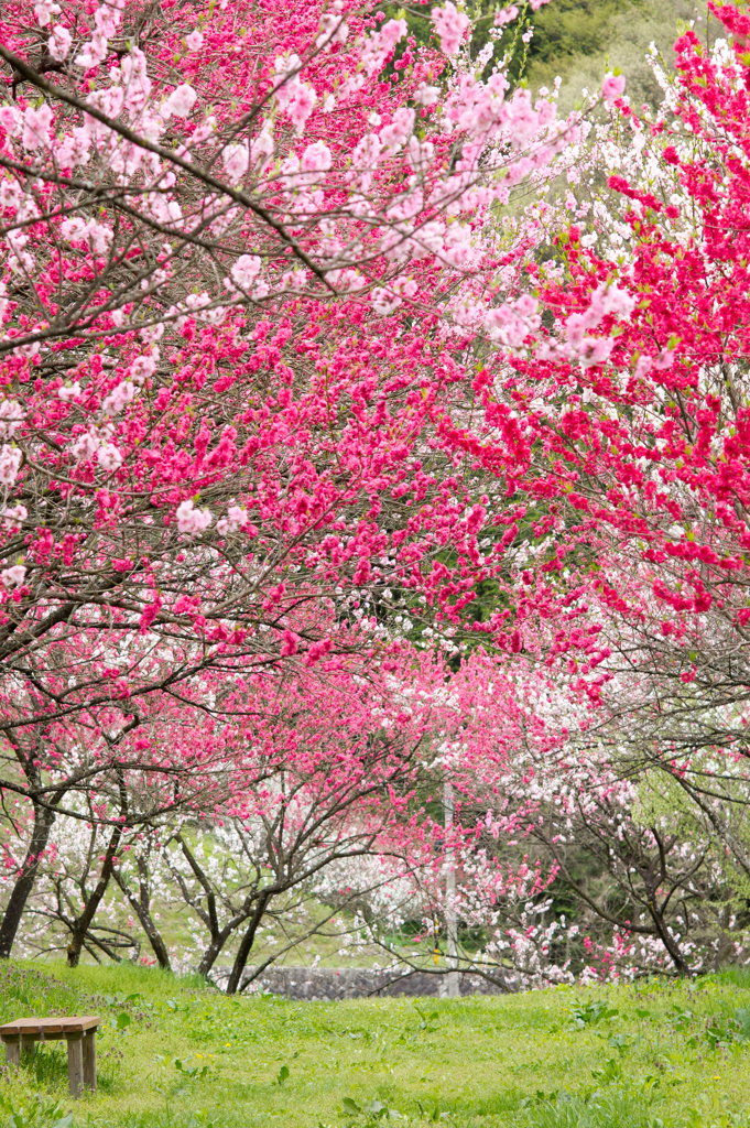 月川温泉の花桃