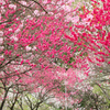 月川温泉の花桃