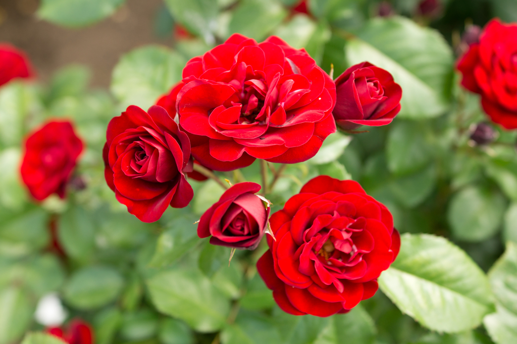 薔薇