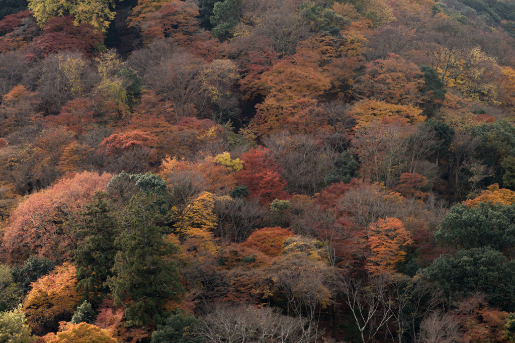 嵐山