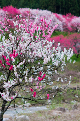 月川温泉の花桃