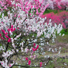 月川温泉の花桃