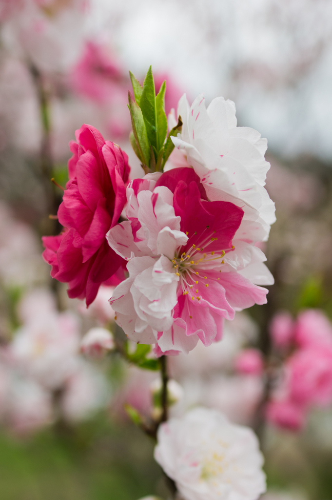 月川温泉の花桃