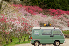 月川温泉の花桃