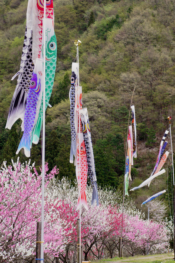 月川温泉の花桃