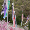 月川温泉の花桃