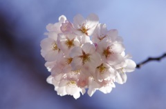 bonbon