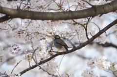 hanami