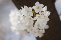 sakura furea