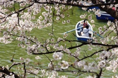 minamo no sakura