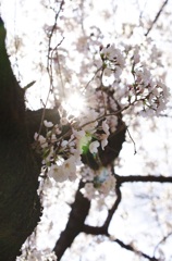 sakura to asahi