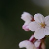 sakura no hana