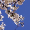 aozora