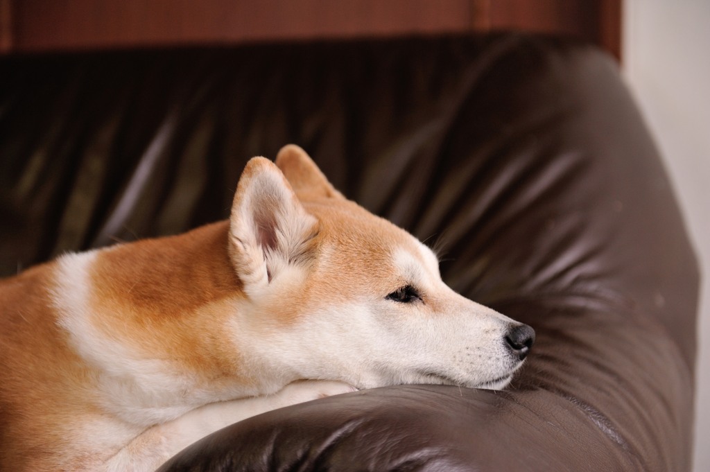 私の名前は「さくら」。春はすぐそこ。