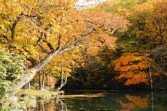 鳥沼公園１紅葉Ver