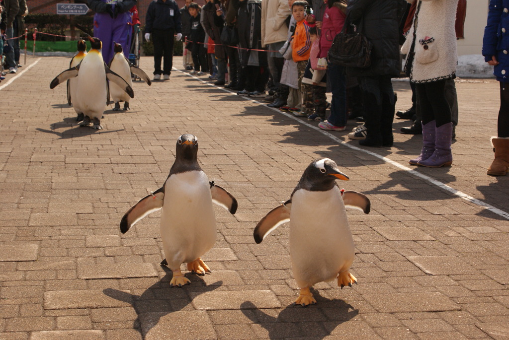 ペンギンさんの行進