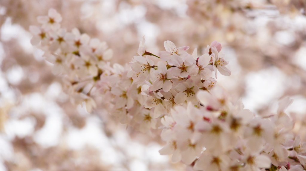 桜色