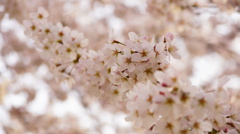 桜色