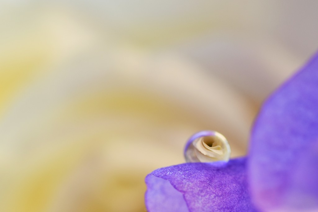 on the purple