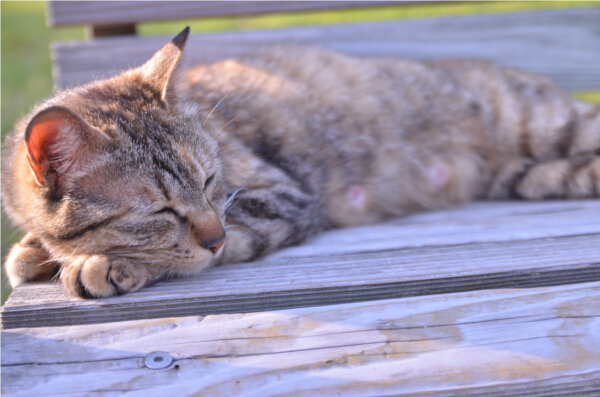 野良猫。